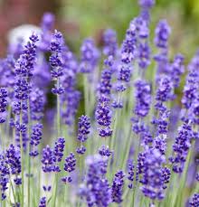 Useful for perfumes, sachets, oils and medicinal. Lavandula Angustifolia Lavendel Im Pflanzenshop