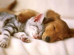 You'll find some pictures of me, my brothers (two dogs) and my activities. Proof That Puppies And Kittens Are Better Together