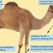 Camels' large, leathery mouths can handle the prickly thorns of almost any kind of desert vegetation, including that which other desert animals steer clear of. Pdf Anatomical Adaptation Of The Dromedary Camel Camelus Dromedaries To Desert Environment