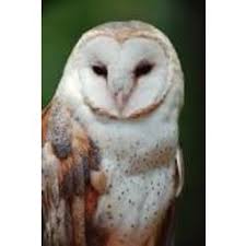 The Dursley Daughter/1000