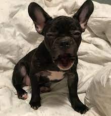 They have great perosnalities and are great pets. French Bulldog Puppy For Sale Near Tampa Florida Usa Gender Female Age 3 Years 3 Months Old French Bulldog French Bulldog Puppy Bulldog Puppies For Sale