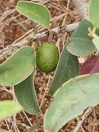 Image result for Ximenia afra