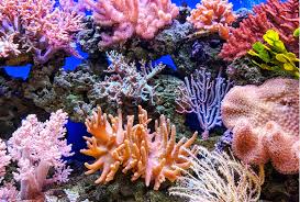 This video features beautiful coral reef fish and relaxing music that is ideal for sleep, study and meditatio. 5 Amazing Coral Reefs You Should Know About
