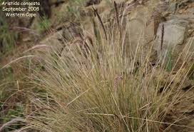 Image result for Aristida barbicollis