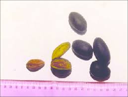 Image result for Canarium schweinfurthii