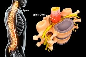 Term that refers to the lower part of a structure or below a structure. Common Spine Problems Explained With Pictures