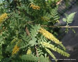 Image result for Prosopis juliflora