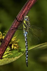 Black And Blue Dragonfly Meaning Dragonflies Beautiful Green Black And Blue Dragonfly On A Branch Dragonflies Dragonfly Dragonfly Photos Insect Photography Dragonfly