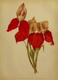 Image result for Disa welwitschii