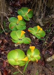 Image result for Bonamia spectabilis