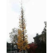 Ginkgo biloba 'tremonia' ginkgo biloba 'troll'. Ginkgo Biloba Fastigiata