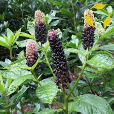 Image result for Phytolacca