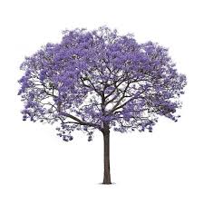 El jacarandá es un lindo árbol que podemos ver en plazas y avenidas, muy llamativo por su flor lila, en paisajismo se utiliza mucho por el aporte de color en la floración y el. Jacaranda Mashtal Garden Centers