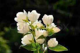 White jasmine zu günstigen preisen. Beautiful White Double Flowering Stock Image Colourbox