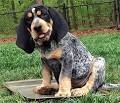 Bluetick Coonhound Rescue ― ADOPTIONS