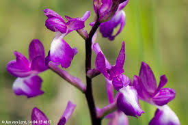 Image result for Chironia laxiflora