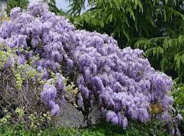 A famous wisteria variety that can be admired on the japanese bridge, in claude monet's garden in giverny, france. Types Of Wisteria Plants Trees And Vines With Flower Pictures