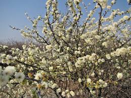 Image result for Acacia mellifera