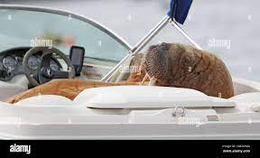 Wally" the arctic walrus lounges in a speedboat at Crookhaven, Co. Cork. The walrus was first spotted on Valentia Island in Co Kerry in March, and has also been seen off Pembrokeshire