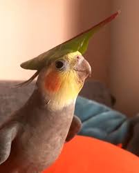 Captain Tjiep Video In 2020 Cute Animals Funny Animal Videos Baby Animals Funny