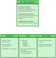 Hier erfahren sie, wie das nervensystem aufgebaut ist. Biologie Lernen Das Nervensystem