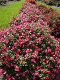Check spelling or type a new query. Drift Roses Offer Smaller Plants Great Blooms