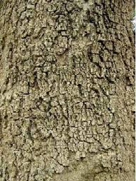 Image result for Rauvolfia afra