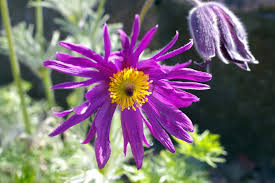 While working, she opens a film reel and her life is explained. Pasque Flower Gems For The Alpine Garden Alpine Garden Society