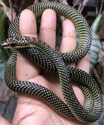 Pin On Snakes