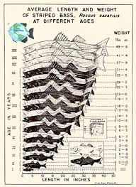 Mels Place Com Striped Bass Growth Rate Chart Fishing