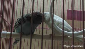 Apparently, budgies are like popcorn, its hard to have only one, so if you are thinking of building an aviary full of budgies, get the proper care of rach offers much practical information on the caging, feeding and care of pet budgies, including a few medical tricks, such as how to give your. Bought A Few Budgies Vargis Khan