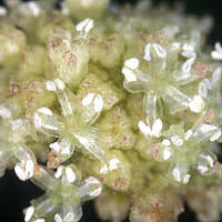 Image result for Lecanthus peduncularis