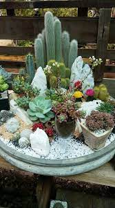 There are dozens of kinds of desert cacti on the market today. 24 Beauty Cactus And Succulent Garden Ideas For Indoor 6 Mini Cactus Garden Succulent Garden Diy Mini Garden