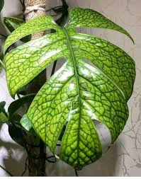 Amydrium Medium Unusual Plants Plants Rare Plants
