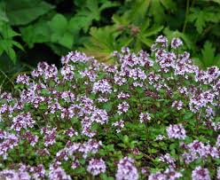 Hetty S Herbs Plants Thyme Creeping Red Hetty S Herbs Plants