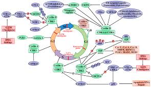Cells of the meristem can differentiate to produce all types of plant cells at any time during the life of the plant. Ijms Free Full Text The Roles Of Cyclin Dependent Kinases In Cell Cycle Progression And Therapeutic Strategies In Human Breast Cancer Html