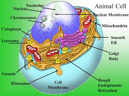 Heredity is when certain traits are passed from the parents to the children. Plant And Animal Cells Ppt Download