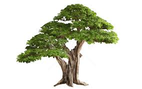 Download Tree Free Png Images Background Toppng Tree Images Tree Free Natural Landscaping