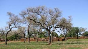 Image result for Faidherbia albida