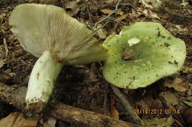 Image result for Russula variata