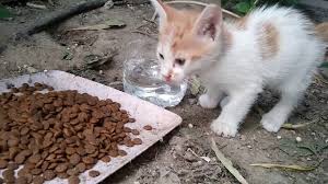 Kedi Videolari Yavru Kedi Ne Yer Yavru Kedi Nasil Beslenir Kediler Ne Yer Youtube