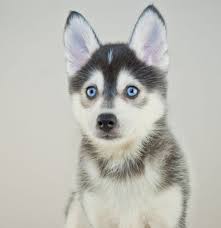 Black And White Pomsky Full Grown Close Up Of A Cute Little Pomsky Puppy With Blue Eyes Pomsky Puppies Pomsky Dog Puppies With Blue Eyes