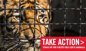 Animal Legal Defense Fund Legal Defense Zoo Animals Animals