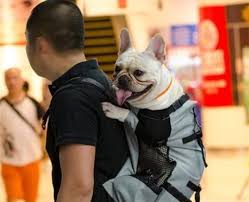 In case you are searching for a unique backpack for french bulldogs, i bet you'll never find the carrier like this one. Best French Bulldog Backpack Carrier You Ll Love It French Bulldog Breed