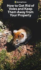 Installing underground barriers, such as hardware cloth (less than a ¼. How To Get Rid Of Voles And Keep Them Away From Your Property