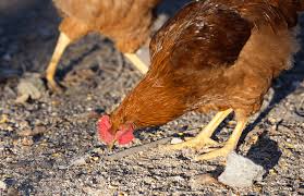 How big is rhode island red? Rhode Island Red What To Know Before Buying One