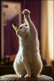 Pin By Cattime On Cats Cat Behavior Cat Hacks Cat Training