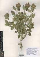 Image result for Lepidagathis scariosa