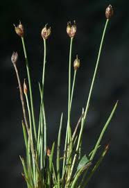 Image result for Juncaceae