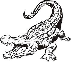 The clipart is related to horse head free , alligator png , mr potato head. Alligator Head Drawing Free Image Download